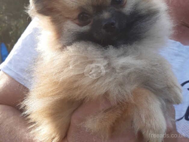 Beautiful Pomeranian girl for sale in Castleford, West Yorkshire - Image 5