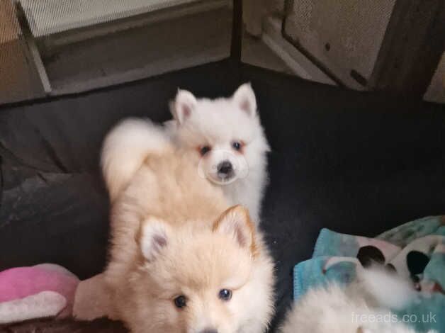 Beautiful Pomeranian for sale in Hounslow, Hounslow, Greater London - Image 3