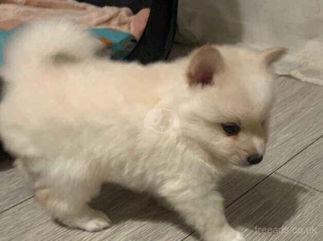 Beautiful Pomeranian for sale in Hounslow, Hounslow, Greater London - Image 4