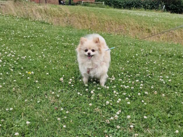 Beautiful Pomeranian for sale in Peterborough, Cambridgeshire