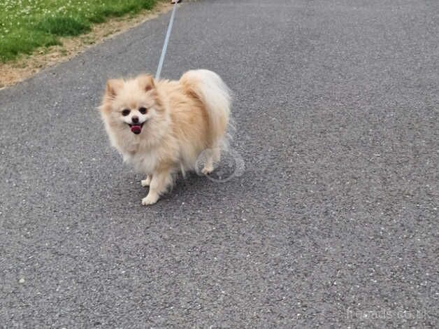 Beautiful Pomeranian for sale in Peterborough, Cambridgeshire - Image 2