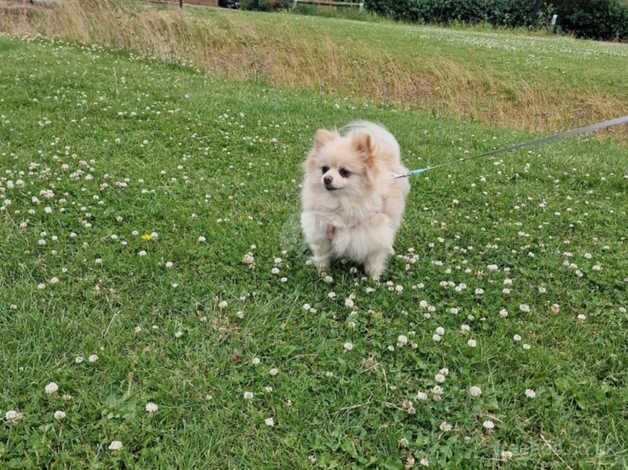 Beautiful Pomeranian for sale in Peterborough, Cambridgeshire - Image 3