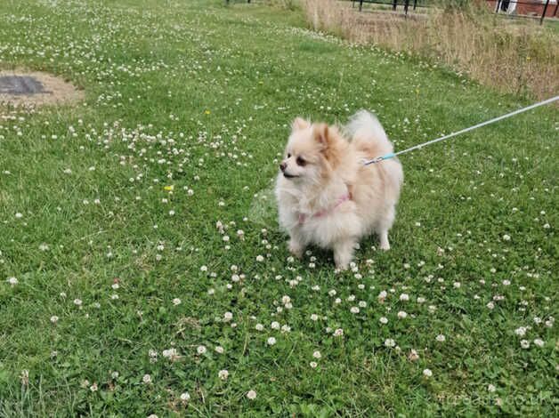 Beautiful Pomeranian for sale in Peterborough, Cambridgeshire - Image 5