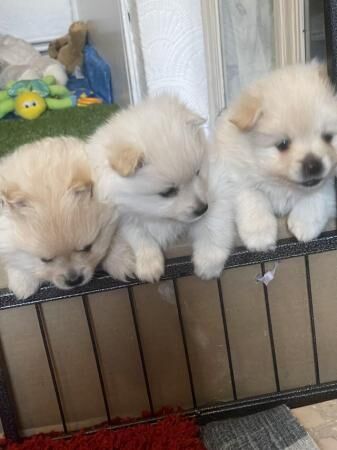 Beautiful Pomeranian puppies for sale in Glossop, Derbyshire - Image 1