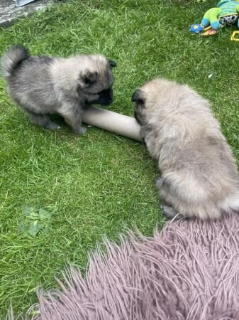 Beautiful Pomeranian puppies for sale in Glossop, Derbyshire - Image 2