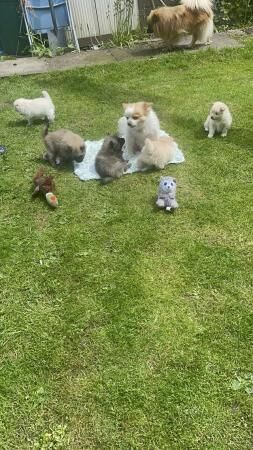 Beautiful Pomeranian puppies for sale in Glossop, Derbyshire - Image 3