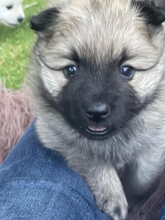 Beautiful Pomeranian puppies for sale in Glossop, Derbyshire - Image 4