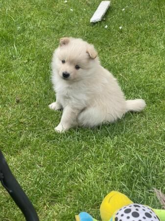 Beautiful Pomeranian puppies for sale in Glossop, Derbyshire - Image 5