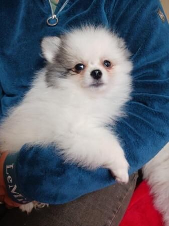 Beautiful Pomeranian puppies for sale in Chichester, West Sussex