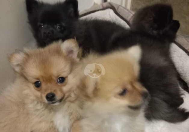 Beautiful pomeranian puppies for sale in Ramsgate, Kent