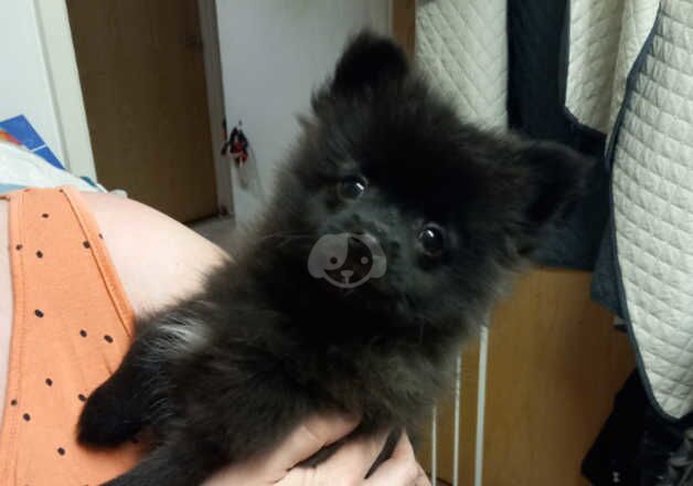 Beautiful pomeranian puppies for sale in Ramsgate, Kent - Image 2