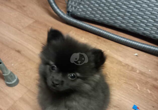 Beautiful pomeranian puppies for sale in Ramsgate, Kent - Image 3