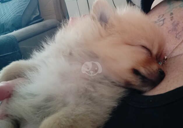 Beautiful pomeranian puppies for sale in Ramsgate, Kent - Image 4