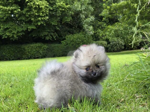 Beautiful Pomeranian puppies for sale in Bolton, East Lothian - Image 1