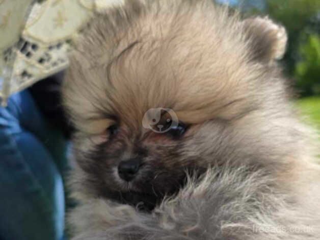 Beautiful Pomeranian puppies for sale in Bolton, East Lothian - Image 2