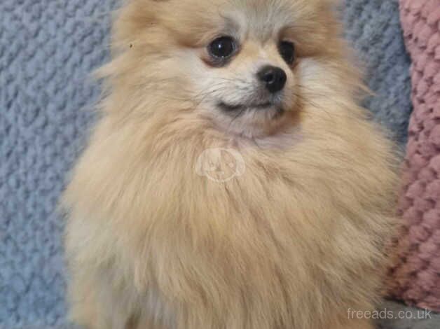 Beautiful Pomeranian puppies for sale in Bolton, East Lothian - Image 3