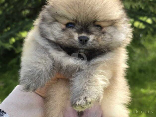 Beautiful Pomeranian puppies for sale in Bolton, East Lothian - Image 4