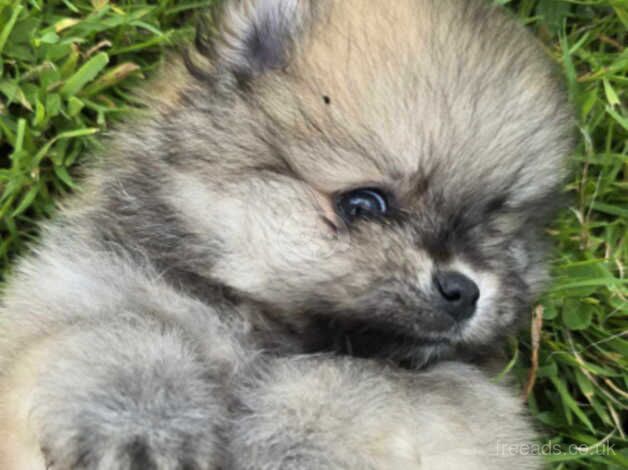 Beautiful Pomeranian puppies for sale in Bolton, East Lothian - Image 5