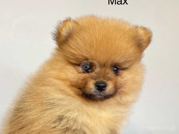 Beautiful Pomeranian puppies for sale in Hillingdon, London