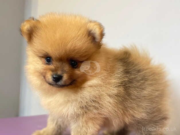 Beautiful Pomeranian puppies for sale in Hillingdon, London - Image 2