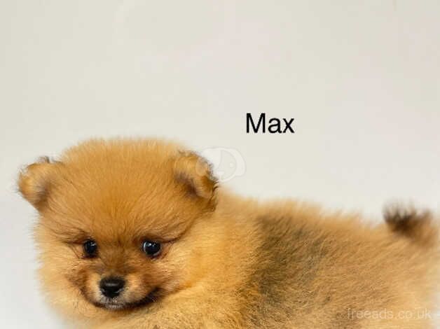 Beautiful Pomeranian puppies for sale in Hillingdon, London - Image 3