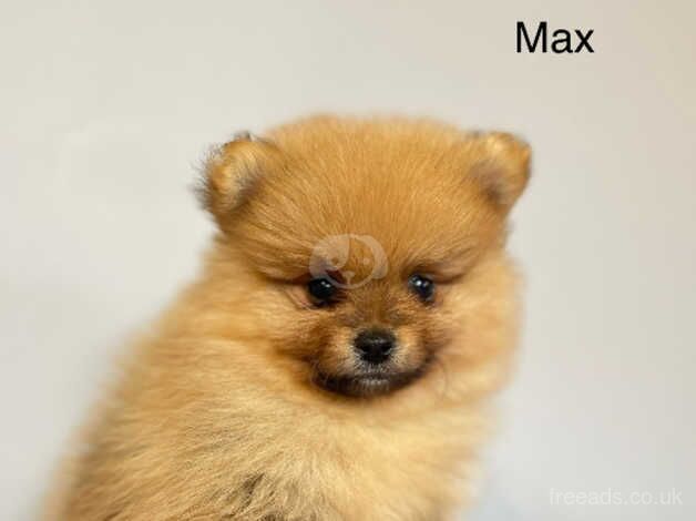 Beautiful Pomeranian puppies for sale in Hillingdon, London - Image 4