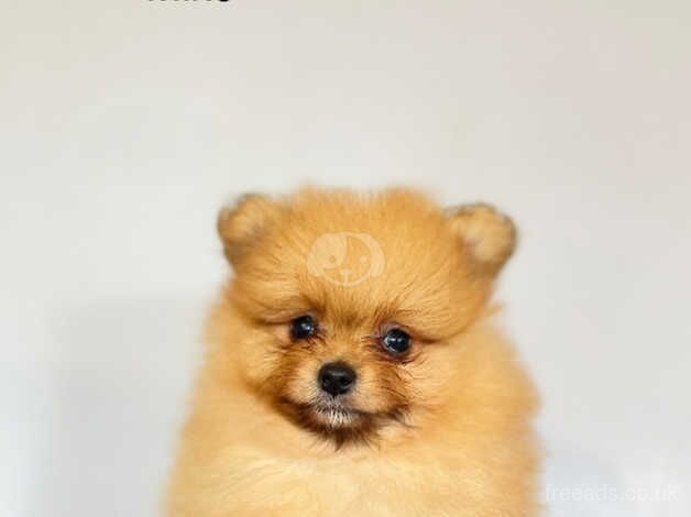 Beautiful Pomeranian puppies for sale in Hillingdon, London - Image 5