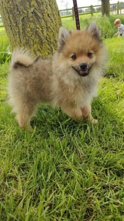 Beautiful Pomeranian puppy for sale in Milton Keynes, Buckinghamshire - Image 1