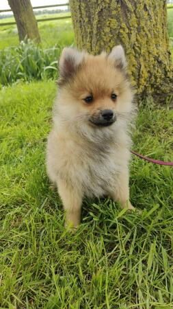 Beautiful Pomeranian puppy for sale in Milton Keynes, Buckinghamshire - Image 2