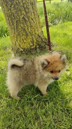 Beautiful Pomeranian puppy for sale in Milton Keynes, Buckinghamshire - Image 3