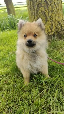 Beautiful Pomeranian puppy for sale in Milton Keynes, Buckinghamshire - Image 5