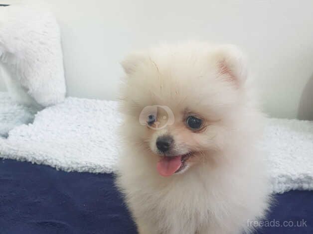 Beautiful pomeranian puppy last boy for sale in Leicester, Leicestershire