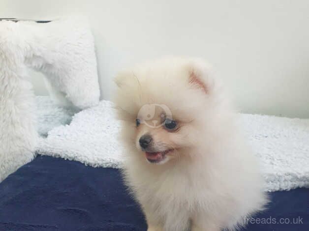 Beautiful pomeranian puppy last boy for sale in Leicester, Leicestershire - Image 2