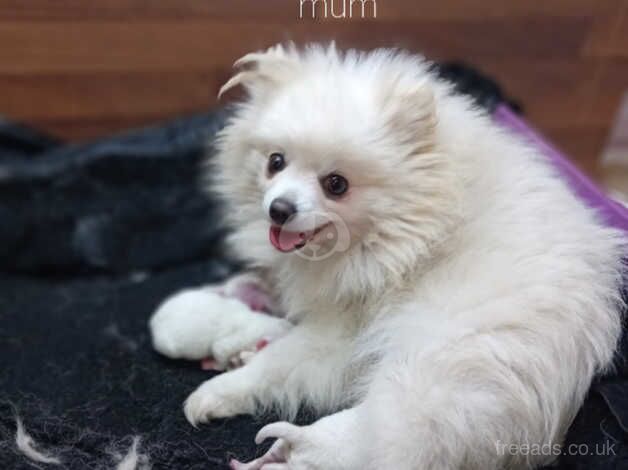 Beautiful pomeranian puppy last boy for sale in Leicester, Leicestershire - Image 3