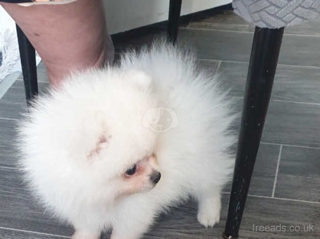 Beautiful pomeranian puppy last boy for sale in Leicester, Leicestershire - Image 4