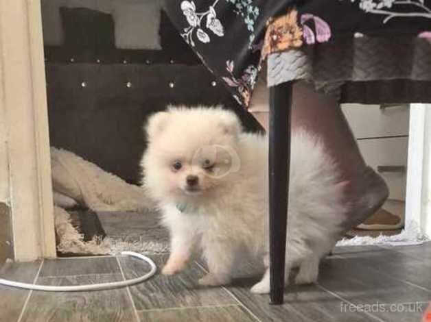 Beautiful pomeranian puppy last boy for sale in Leicester, Leicestershire - Image 5