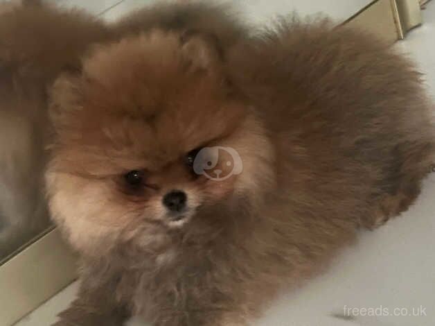 Beautiful Pomeranian puppy ready now!!! for sale in Doncaster, South Yorkshire