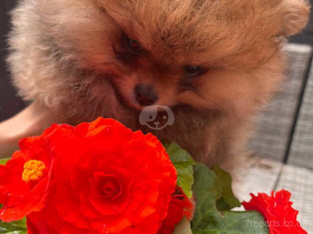 Beautiful Pomeranian puppy ready now!!! for sale in Doncaster, South Yorkshire - Image 2