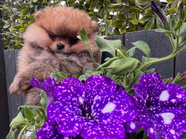 Beautiful Pomeranian puppy ready now!!! for sale in Doncaster, South Yorkshire - Image 3