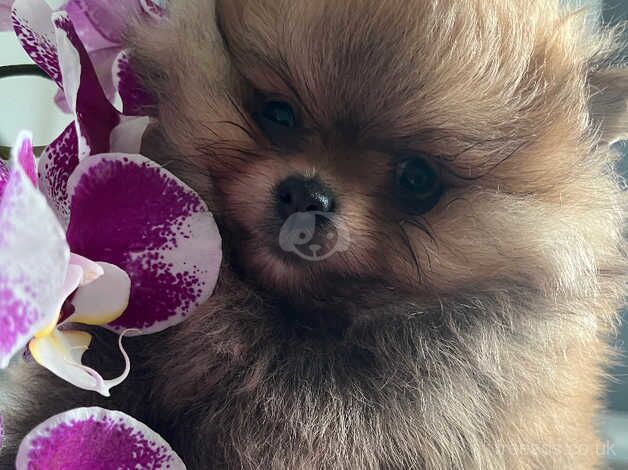 Beautiful Pomeranian puppy ready now!!! for sale in Doncaster, South Yorkshire - Image 4