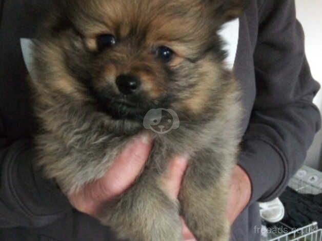 Beautiful Pomeranian pups for sale in Barnsley, South Yorkshire