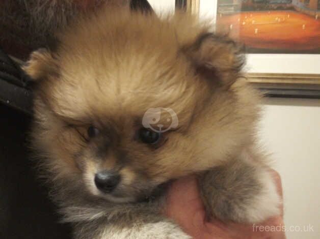 Beautiful Pomeranian pups for sale in Barnsley, South Yorkshire - Image 2