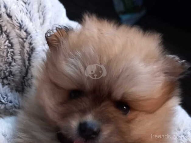 Beautiful Pomeranian pups for sale in Barnsley, South Yorkshire - Image 3