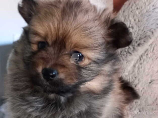 Beautiful Pomeranian pups for sale in Barnsley, South Yorkshire - Image 4