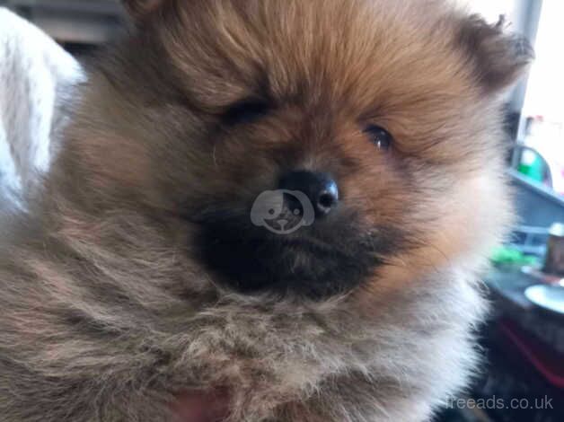 Beautiful Pomeranian pups for sale in Barnsley, South Yorkshire - Image 5