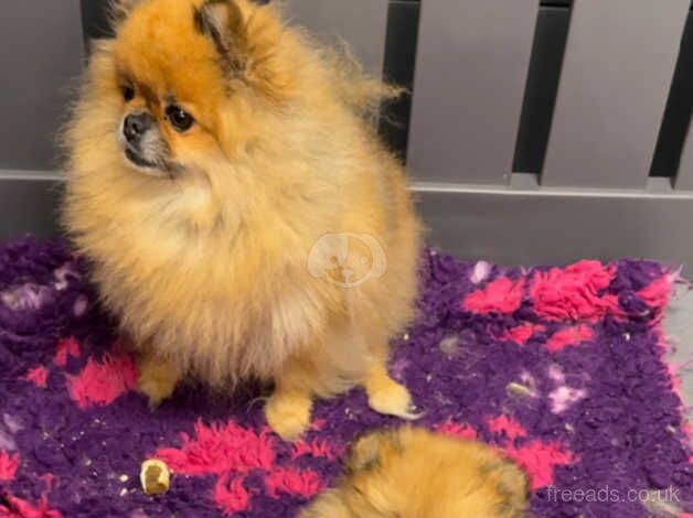 Beautiful pomeranian pups ready now for sale in Spalding, Lincolnshire