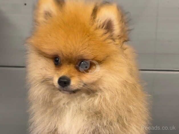 Pomeranians for sale in Spalding, Lincolnshire