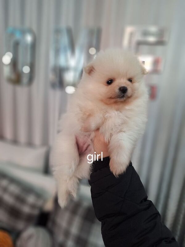 Beautiful pomeranian Teddy bear puppies for sale in Leicester, Leicestershire