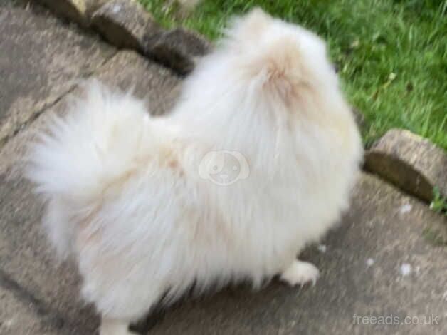 Beautiful pomeranian white girl for sale in Tamworth, Staffordshire