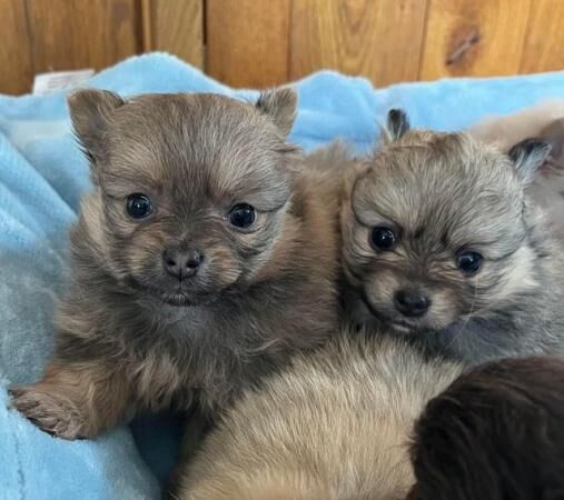 Beautiful Pomeranian x Chihuahua Puppies for sale in Knighton/Tref-y-Clawdd, Powys